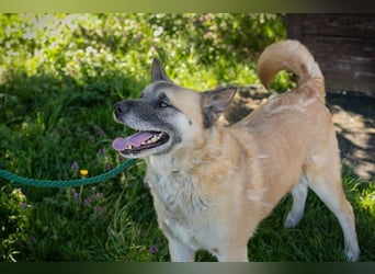 JUAN - der Akita Mix braucht etwas Zeit, bis er den Menschen vertrauen kann