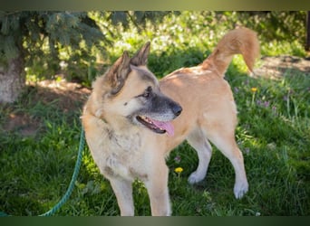 JUAN - der Akita Mix braucht etwas Zeit, bis er den Menschen vertrauen kann