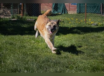 JUAN - der Akita Mix braucht etwas Zeit, bis er den Menschen vertrauen kann