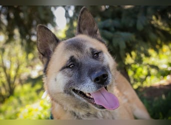 JUAN - der Akita Mix braucht etwas Zeit, bis er den Menschen vertrauen kann