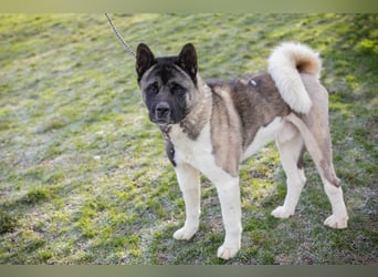 Chip-Nr. 141584 - der hübsche Rüde sucht ein hundeerfahrenes Zuhause!