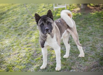 PICUS - der hübsche Rüde sucht ein hundeerfahrenes Zuhause!