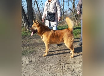 Huszár - aktiv, lernfreudig