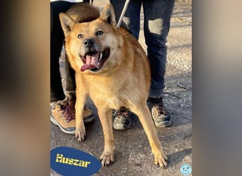 Huszár - aktiv, lernfreudig