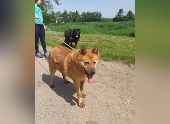 Huszár - aktiv, lernfreudig