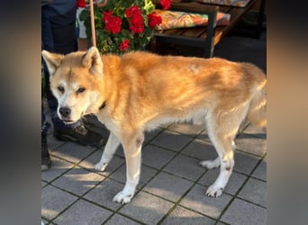 Ruhiger Don sucht sein Zuhause ❤️