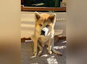 Oldie Don wartet auf seine Familie ❤️