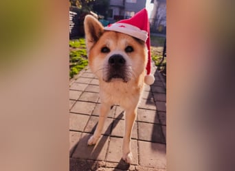 Oldie Don wartet auf seine Familie ❤️