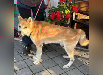 Ruhiger Don sucht sein Zuhause ❤️