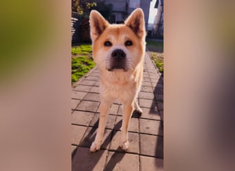 Oldie Don wartet auf seine Familie ❤️