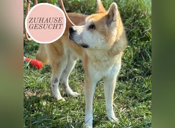 Ruhiger Don sucht sein Zuhause ❤️