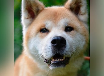 Ruhiger Don sucht sein Zuhause ❤️