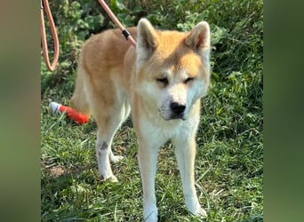 Ruhiger Don sucht sein Zuhause ❤️