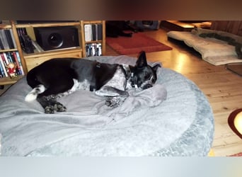 HANNES - sucht die Nadel im Heuhaufen!