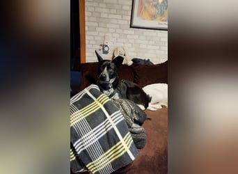 HANNES - sucht die Nadel im Heuhaufen!