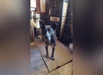 HANNES - sucht die Nadel im Heuhaufen!