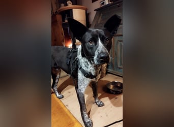 HANNES - sucht die Nadel im Heuhaufen!