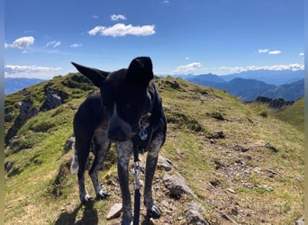 HANNES - sucht die Nadel im Heuhaufen!
