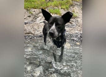 HANNES - sucht die Nadel im Heuhaufen!