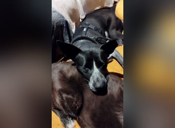 HANNES - sucht die Nadel im Heuhaufen!