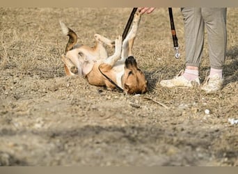 Dugó, verspielter Akitamix, ca. 2 Jahre, ca. 53cm, ca. 18kg