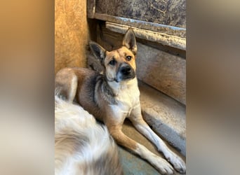 Dugó, verspielter Akitamix, ca. 2 Jahre, ca. 53cm, ca. 18kg