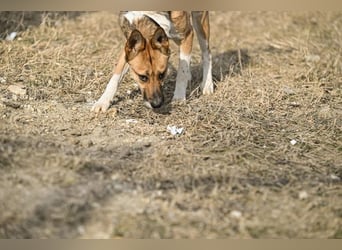 Dugó, verspielter Akitamix, ca. 2 Jahre, ca. 53cm, ca. 18kg