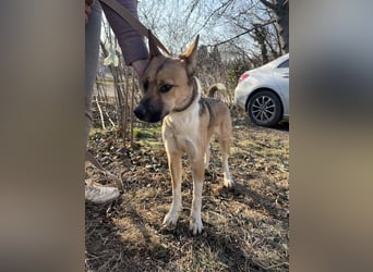 Dugó, verspielter Akitamix, ca. 2 Jahre, ca. 53cm, ca. 18kg