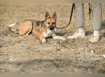 Dugó, verspielter Akitamix, ca. 2 Jahre, ca. 53cm, ca. 18kg