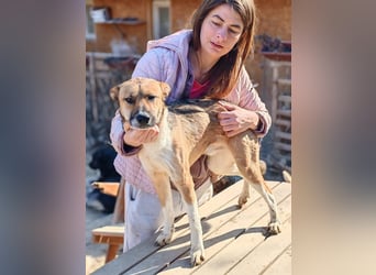 Dugó, verspielter Akitamix, ca. 2 Jahre, ca. 53cm, ca. 18kg