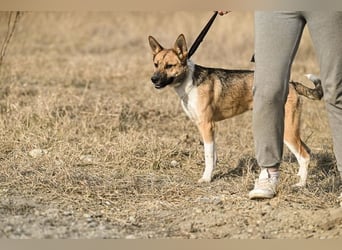 Dugó, verspielter Akitamix, ca. 2 Jahre, ca. 53cm, ca. 18kg