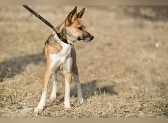 Dugó, verspielter Akitamix, ca. 2 Jahre, ca. 53cm, ca. 18kg