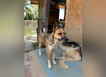 Dugó, verspielter Akitamix, ca. 2 Jahre, ca. 53cm, ca. 18kg