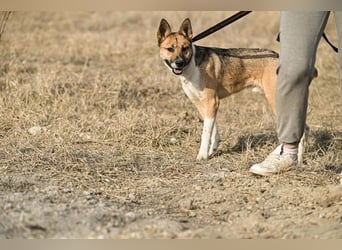 Dugó, verspielter Akitamix, ca. 2 Jahre, ca. 53cm, ca. 18kg