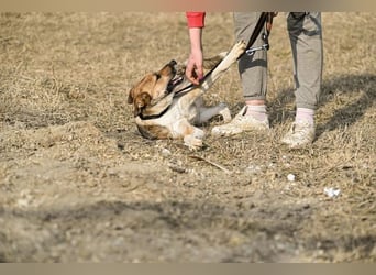 Dugó, verspielter Akitamix, ca. 2 Jahre, ca. 53cm, ca. 18kg