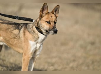 Dugó, verspielter Akitamix, ca. 2 Jahre, ca. 53cm, ca. 18kg