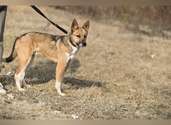Dugó, verspielter Akitamix, ca. 2 Jahre, ca. 53cm, ca. 18kg