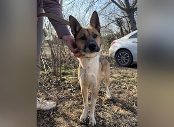 Dugó, verspielter Akitamix, ca. 2 Jahre, ca. 53cm, ca. 18kg