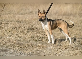 Dugó, verspielter Akitamix, ca. 2 Jahre, ca. 53cm, ca. 18kg