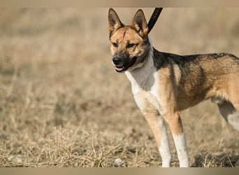 Dugó, verspielter Akitamix, ca. 2 Jahre, ca. 53cm, ca. 18kg