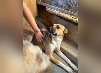 Dugó, verspielter Akitamix, ca. 2 Jahre, ca. 53cm, ca. 18kg