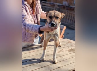 Dugó, verspielter Akitamix, ca. 2 Jahre, ca. 53cm, ca. 18kg