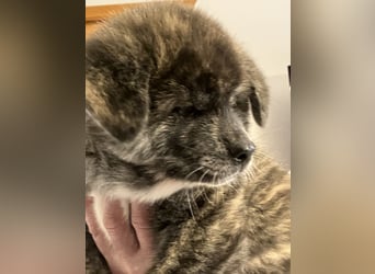 Akita- Welpen - C- Wurf - noch 2 Welpen verfügbar - VDH/AC -