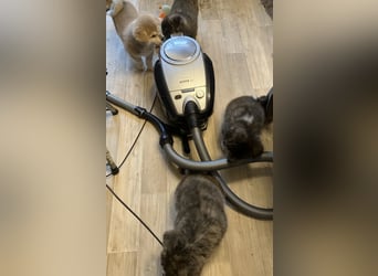 Akita- Welpen - C- Wurf - noch 2 Welpen verfügbar - VDH/AC -