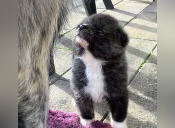 Akita- Welpen - C- Wurf - aus VDH-Zucht - verfügbar