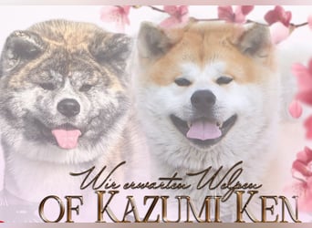 Akita- Welpen - C- Wurf - aus VDH-Zucht - verfügbar