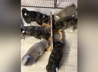 Akita- Welpen - C- Wurf - aus VDH-Zucht - verfügbar
