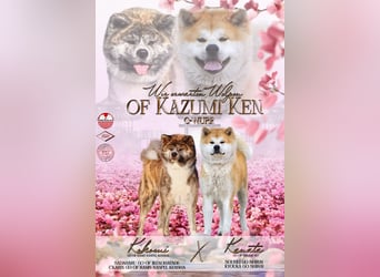 Akita- Welpen - C- Wurf - aus VDH-Zucht - verfügbar