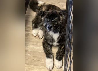 Brindel Akita Welpe - weibl. - aus VDH- Zucht ist wieder frei!