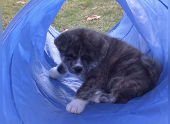 Akita- Welpen - C- Wurf - noch 2 Welpen verfügbar - VDH/AC -